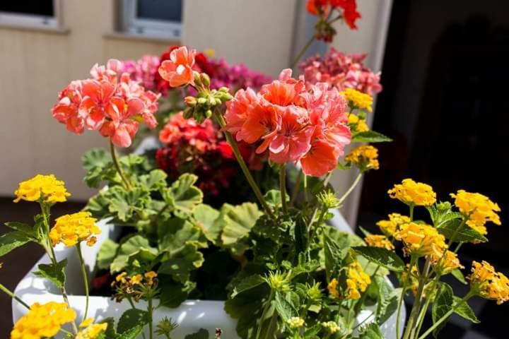 Soleluna 莱切 外观 照片